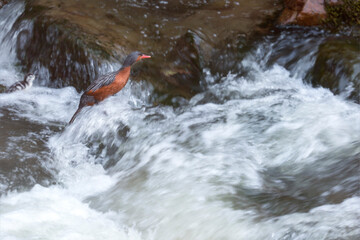 (Merganetta armata) female specimen swimming against the current in a small mighty river, her perfect habitat with her little chick. Huancayo - Junin