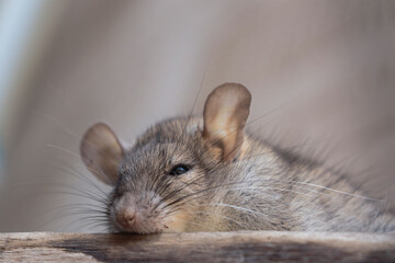 Brown rat (Rattus norvegicus), gray rat perched on woods at rest hidden in the house.