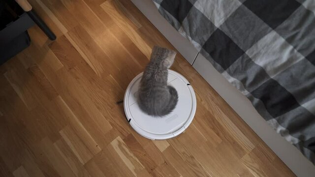 Smart technologies for cleaning pet friendly. Round white robot vacuum cleaner cleans floor while gray Scottish straight kitten carefree plays at home. Small cat and robotic vacuum cleaner in room