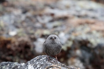 JALCA TAPACULO (Scytalopus frankeae), A new species for science, a small specimen perched on the rock emitting its characteristic song. Huancayo - Peru