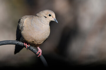 sitting dove