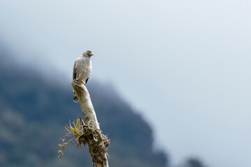ROADSIDE HAWK (Rupornis magnirostris) imposing specimen of busardo perched on the log watching its prey. Huancayo - Peru