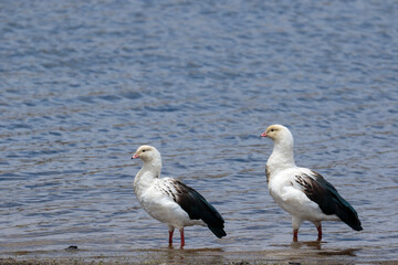 ANDEAN GOOSE (Oressochen melanopterus), beautiful high Andean bird perched on the shores of Lake Pomacocha