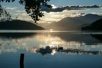 Fototapeta premium A swan on the Millstaetter lake in Austria during the sunset. The lake is surrounded by high Alps. Calm surface of the lake reflects the sunbeams. A few tree brunches in front. Sun hides behind clouds