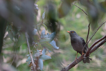 GREAT THRUSH (Turdus fuscater) standing on branch in the forest