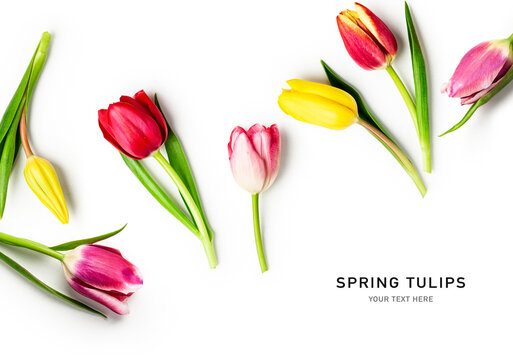 Tulip spring flowers on white background creative composition