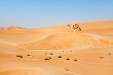 Fototapeta na wymiar Middle eastern camel walking in the desert in UAE