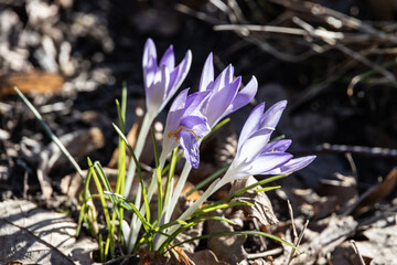 The first signs of spring - flowering crocuses