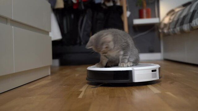 Cleaning theme, smart technology and pets. Automatic robot vacuum cleaner cleans the room, while gray Scotch kitten is played at home. Cat on robotic vacuum cleaner in house. Home automatic cleaning