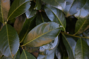 Green leaves of an evergreen shrub