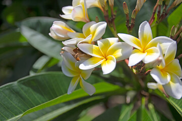 white frangipani tropical flower, plumeria flower blooming on tree