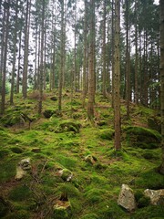pine forest in the morning, sweden