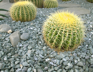 Echinocactus grusonii or Golden barrel cactus