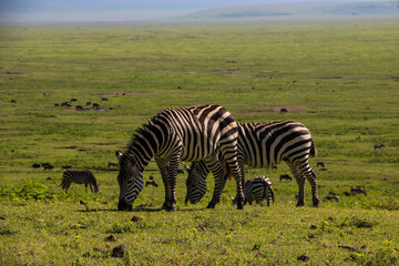Fototapeta na wymiar zebra in the savannah in the Ngorongoro national park, Tanzania