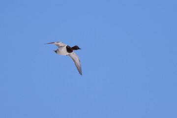 canvasback duck in flight with clear blue sky.
