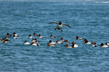 canvasback duck about to land in a flock on the water.