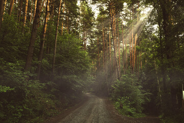 Obraz premium Bosque con niebla en los Pirineos