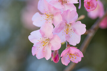 河津桜の近影