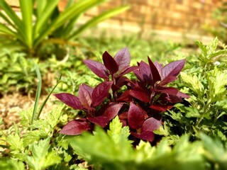 red and green leaves