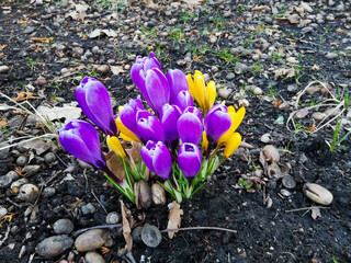 Crocuses - first spring colorful flowers bring nature awakening and hope for a better tomorrow