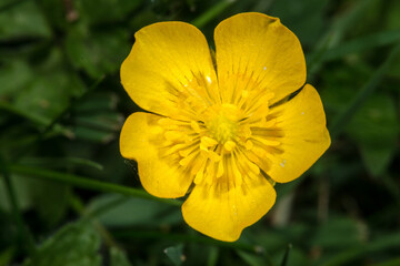 Meadow Buttercup (Ranunculus acris) Flower