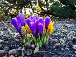Crocuses - first spring colorful flowers bring nature awakening and hope for a better tomorrow