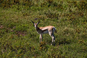 young impala antelope in the wild savannah  in Tarangire national park, Tanzania
