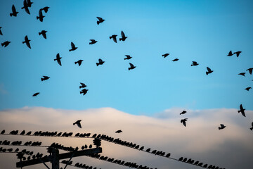 Birds