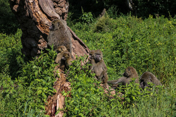 baboon sitting on a tree  in Tarangire national park, Tanzania