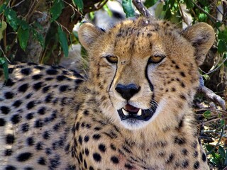 Cheetah observing the Savannah of Kenya
