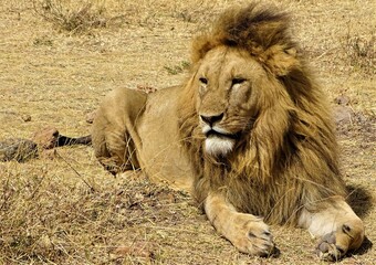 Lion in the Serengeti, Tanzania