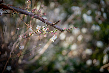 白い梅の花