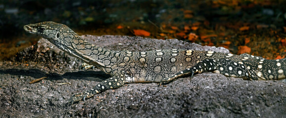 Northern Pilbara rock monitor on the ground. Latin name - Varanus pilbarensis