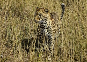 Leopard in the Savannah of Kenia