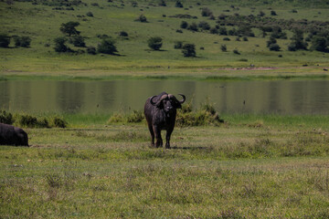 Buffalo  in Tarangire national park, Tanzania
