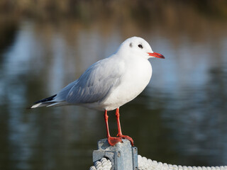 (Chroicocephalus ridibundus) Lachmöwe im Winterkleid in weißem und grauem Kleid, Augenregion und der Ohrbereich diffus schwärzlich gefärbt, rote beine und Schnabel mit schwärzliche Spitze