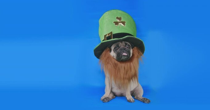 Cute funny pug dog dressed Saint Patrick day hat with clover and beard. Green leprechaun hat. Saint Patrick's Day. Blue screen, green screen. 