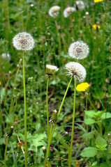 Mellow and flowering dandelions on a fresh grass background 