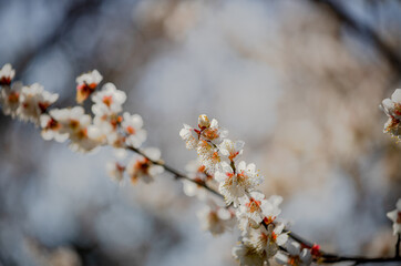 白い梅の花