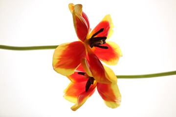 Tulipani isolati su fondo bianco; fiori di colore rosso e giallo screziato