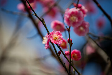 ピンクの梅の花の近影