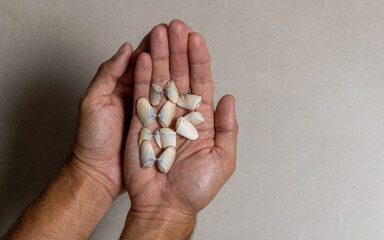 Shellfish and mussels from sea sand in the hands of a man on a gray background. Mention of care for animals and the ocean.