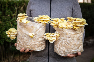 Man holding two mycelium substrate with golden oyster mushrooms, fungiculture at home