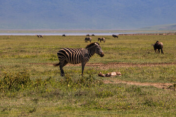 Fototapeta premium Zebra in the savannah in Ngorongoro national park, Tanzania
