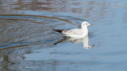(Chroicocephalus ridibundus) Lachmöwe schwimmen und paddeln am Rhein