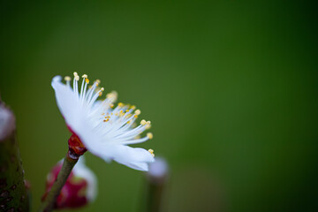 白い梅の花の近影