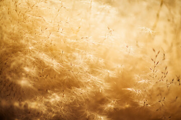 The image of the pamper grass that turns golden in the sun.
