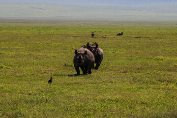 black rhinoceros in Ngorongoro national park, Tanzania