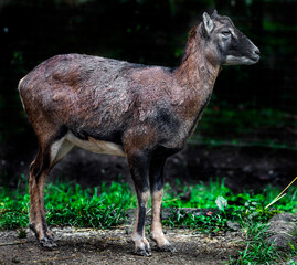 Moufflon female on the ground in the enclosure. Latin name - Ovis aries orientalis	
