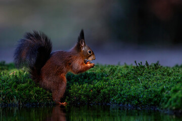 Eurasian red squirrel (Sciurus vulgaris) searching for food in the winter in the forest in the South of the Netherlands. 